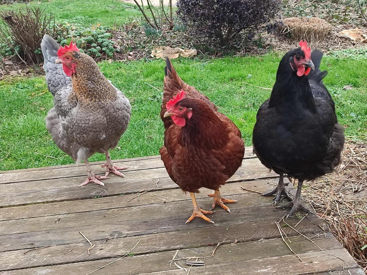Vila Au Jardin De La Marquetterie Cigogne Exteriér fotografie