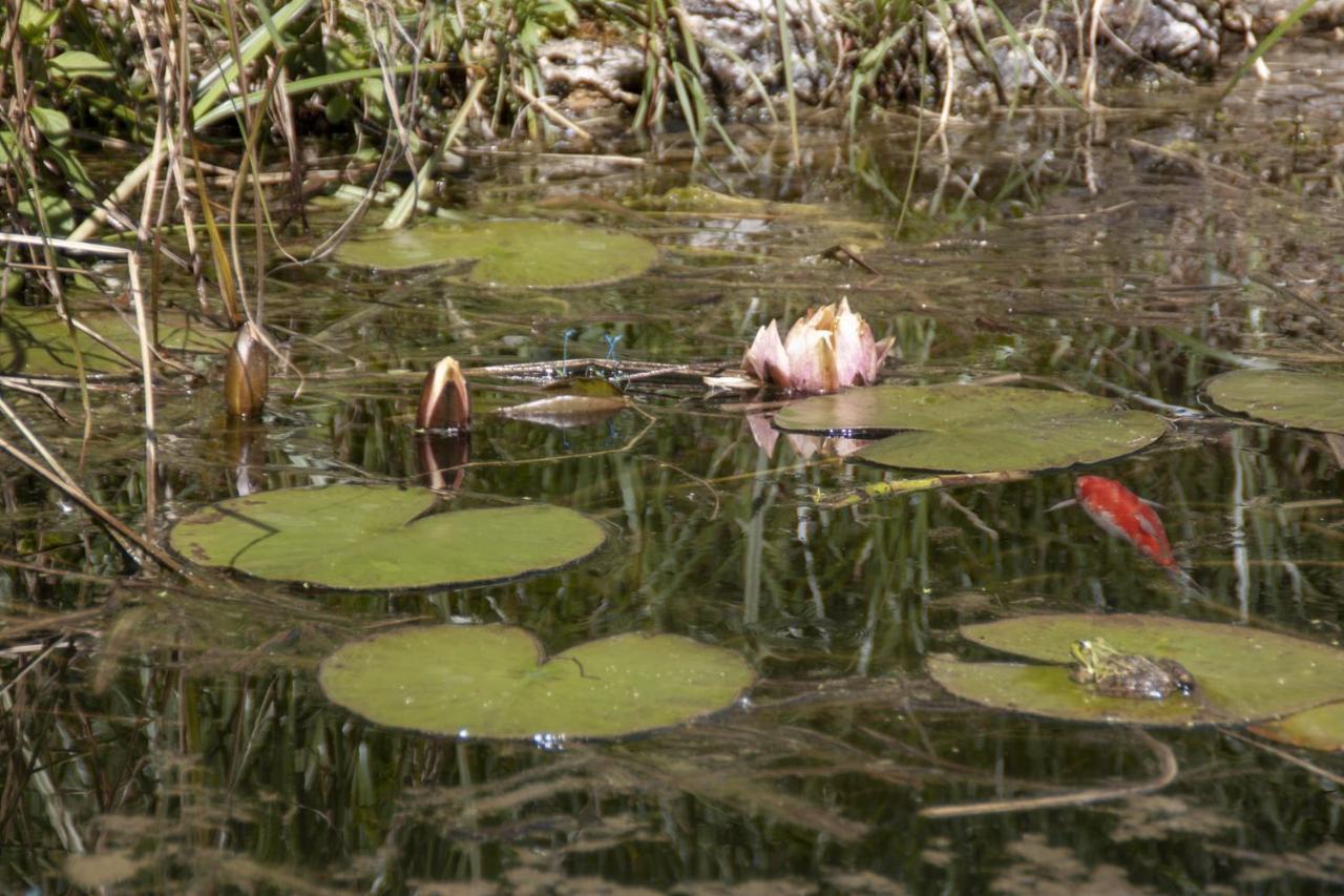 Vila Au Jardin De La Marquetterie Cigogne Exteriér fotografie