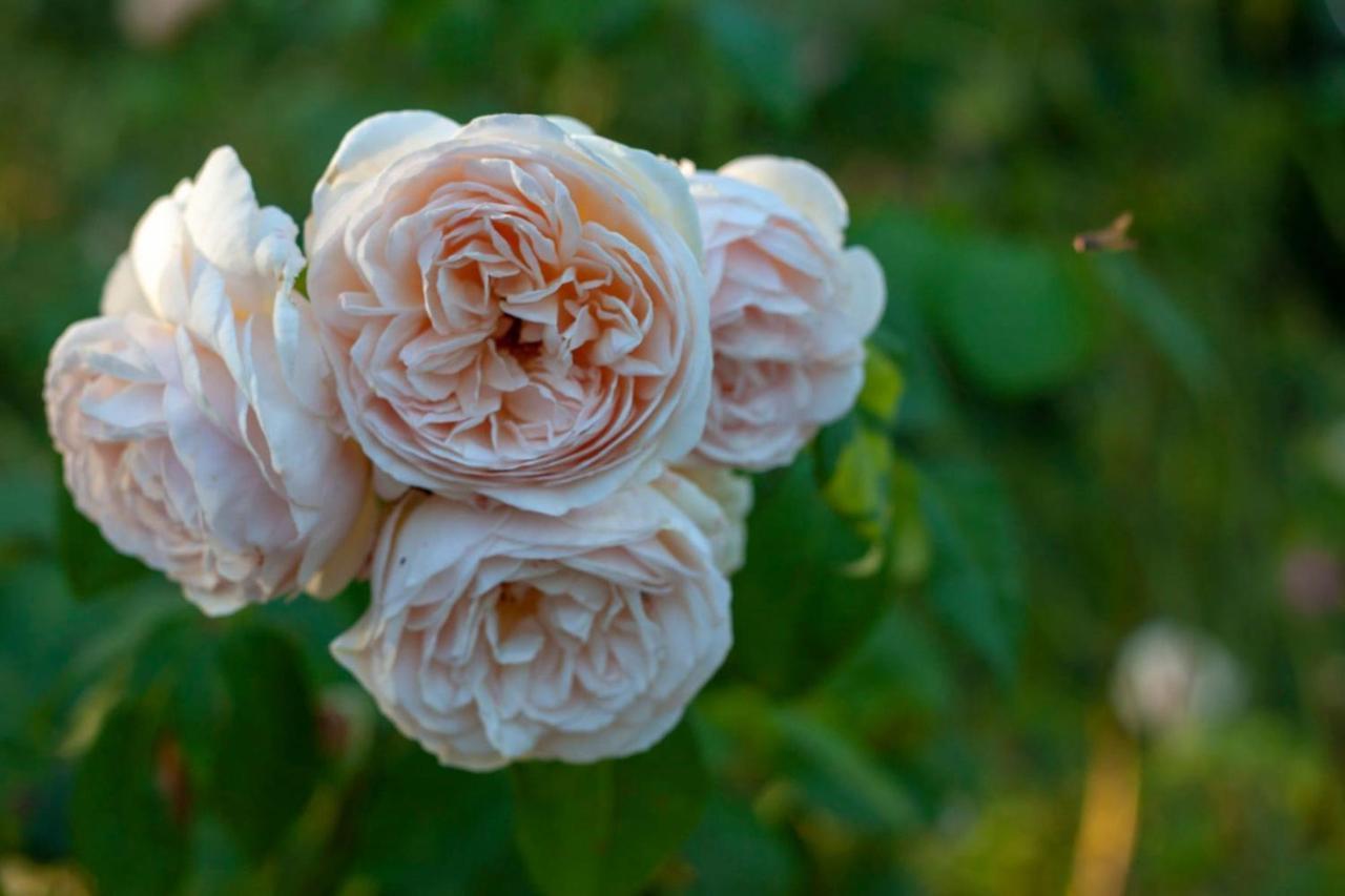 Vila Au Jardin De La Marquetterie Cigogne Exteriér fotografie
