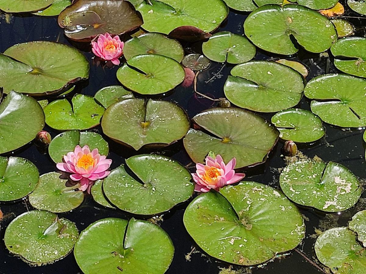 Vila Au Jardin De La Marquetterie Cigogne Exteriér fotografie