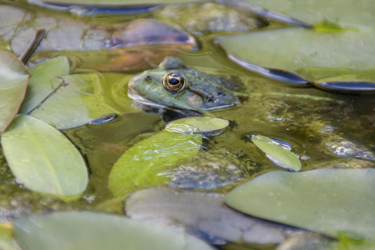Vila Au Jardin De La Marquetterie Cigogne Exteriér fotografie